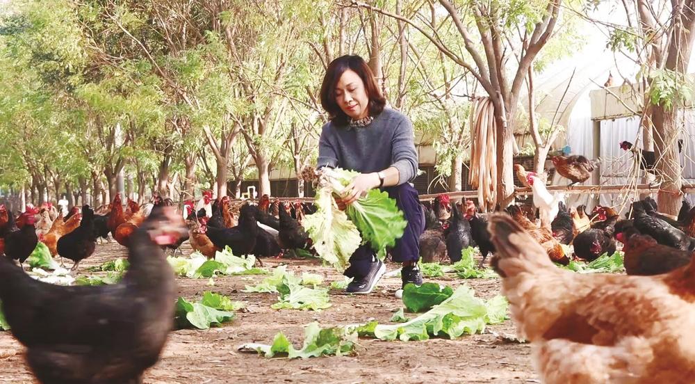 果园生态养殖土鸡有哪些优点